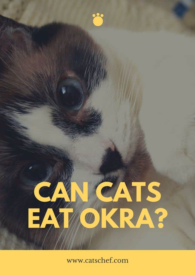 Can Cats Eat Okra?