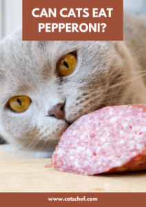 Can Cats Eat Pepperoni? Everything You Need To Know!