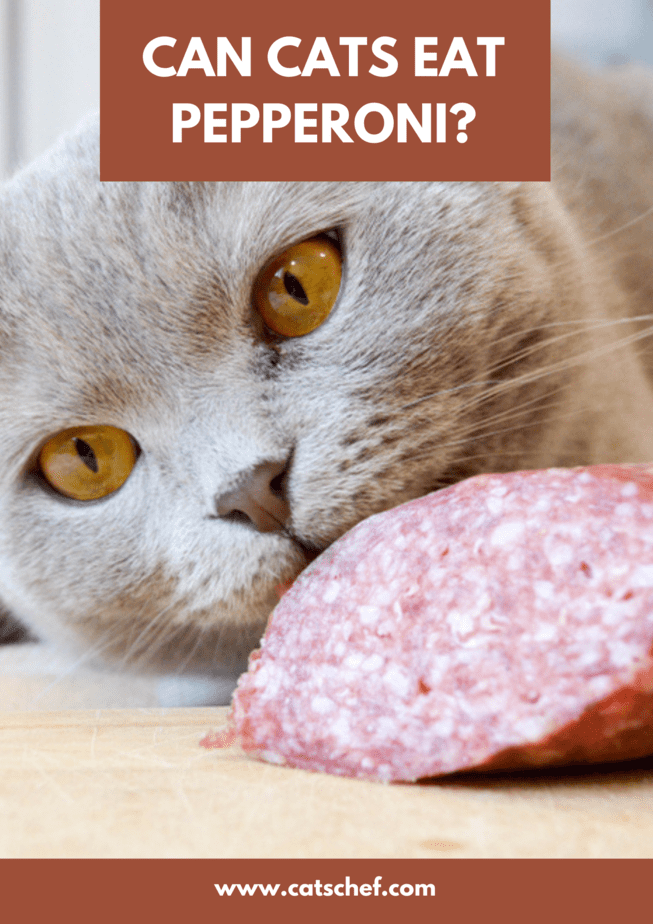 Kediler Pepperoni Yiyebilir mi?