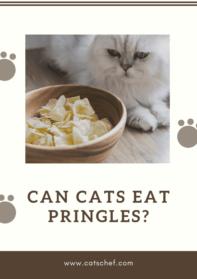 Can Cats Eat Pringles?