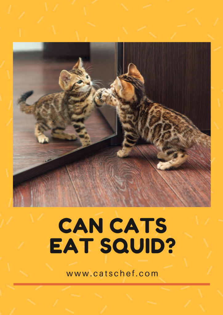 Can Cats Eat Squid? Prepare It Right And Turn It Into A Real Treat