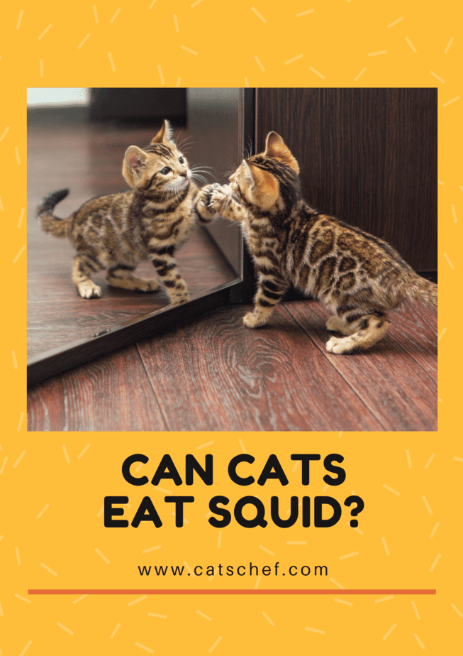 Kediler Kalamar Yiyebilir mi?