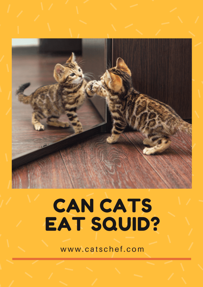 Can Cats Eat Squid?