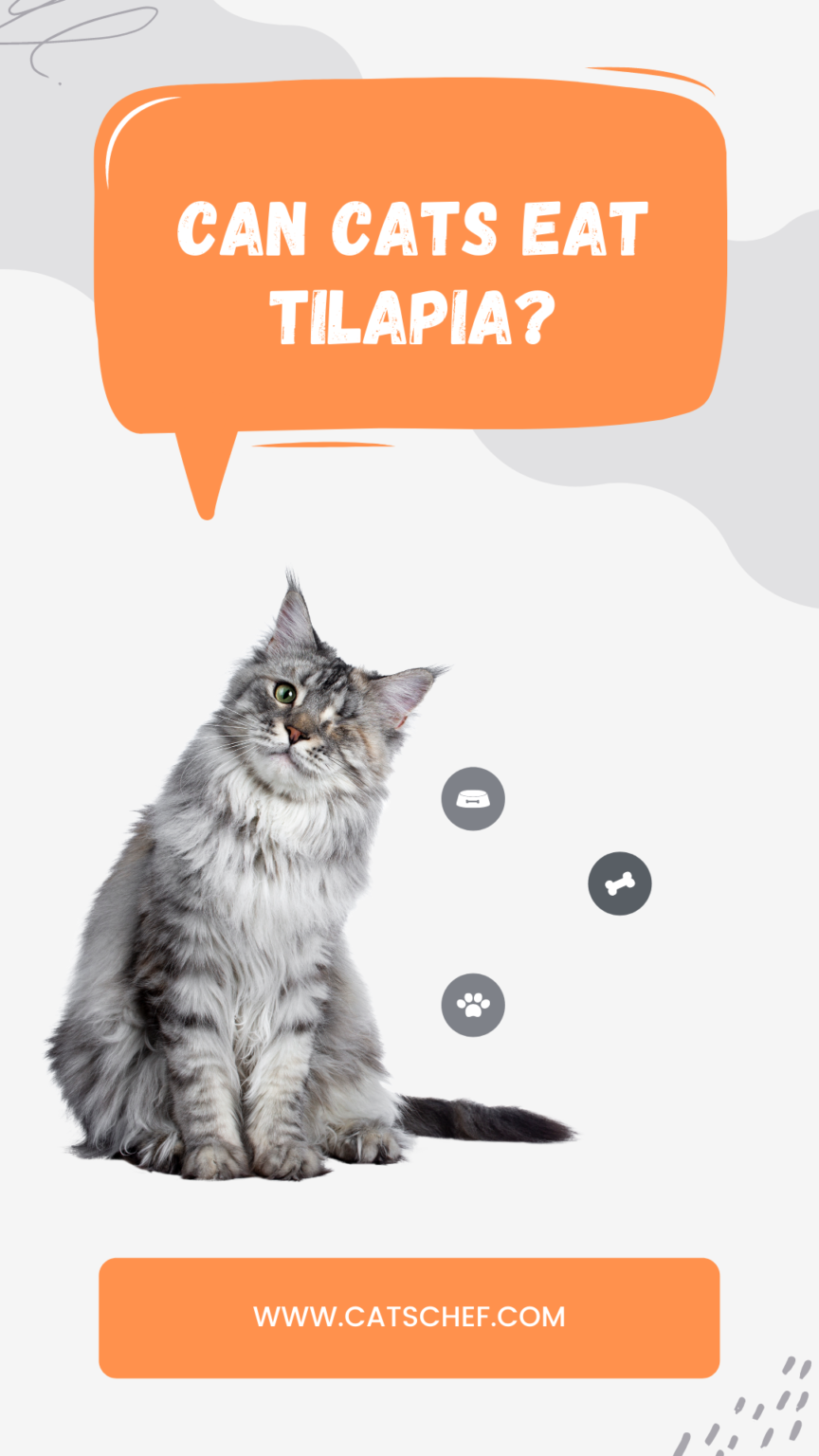 Can Cats Eat Tilapia? Is This Fishy Safe?