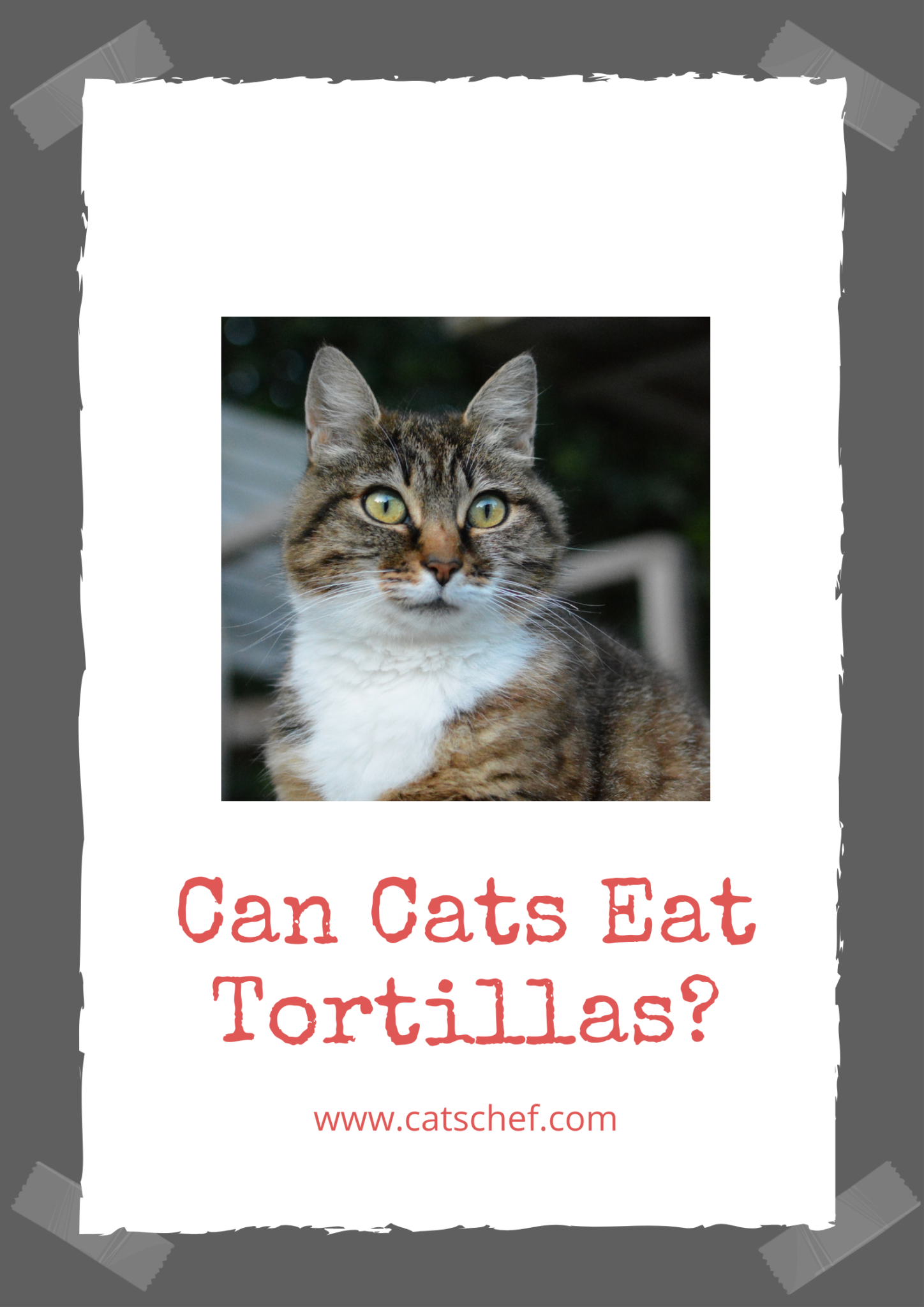 Can Cats Eat Tortillas? All There Is To Know
