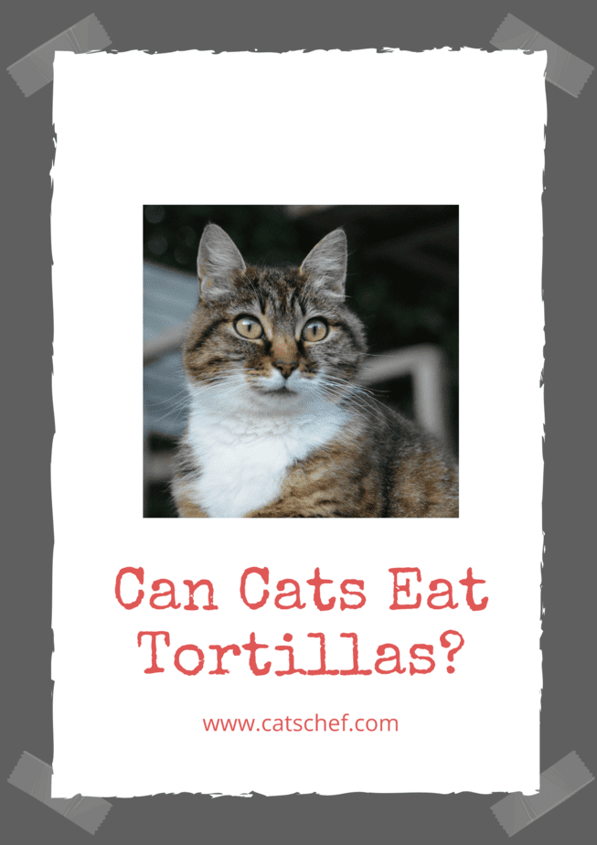 Can Cats Eat Tortillas?
