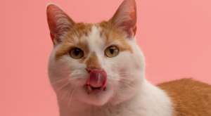 can cats eat cheese puffs