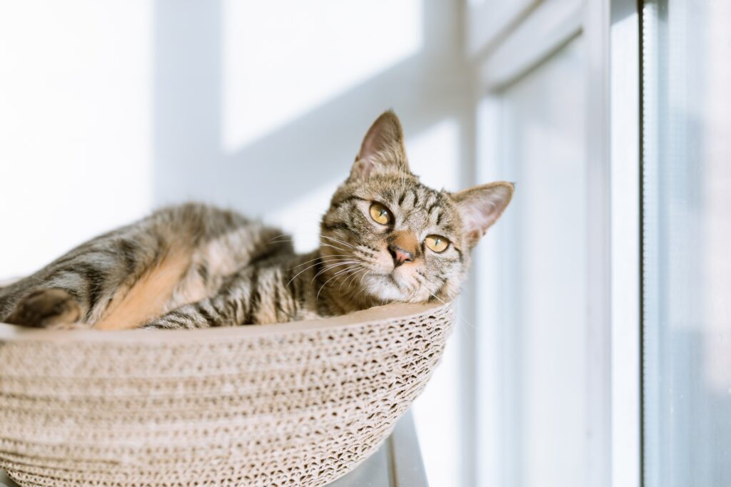 Can Cats Eat Rice Pudding? Rice Is Better Than Mice!