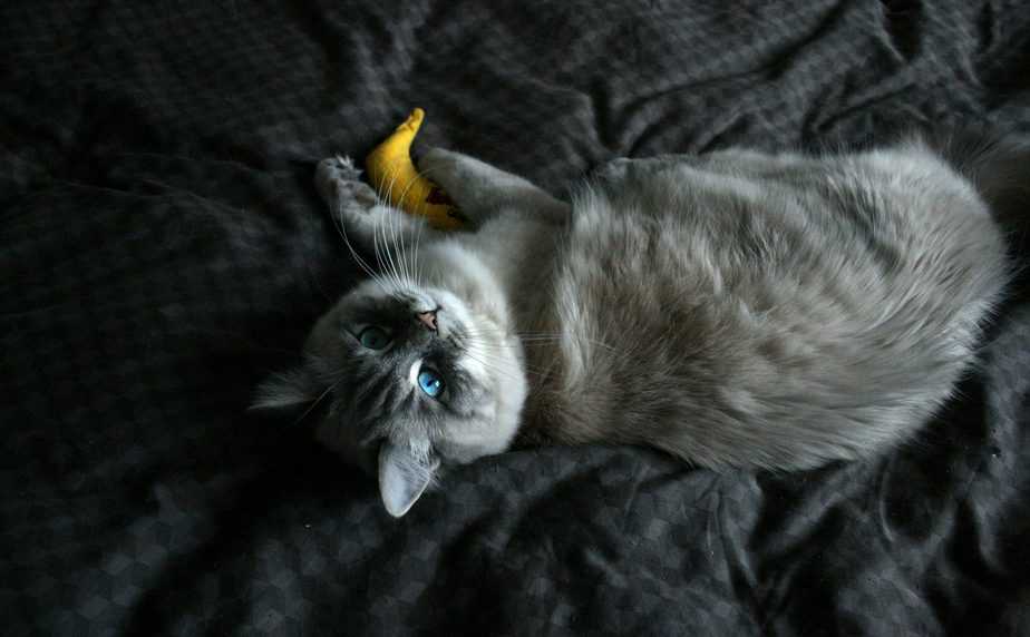 Can Cats Eat Banana Pudding 