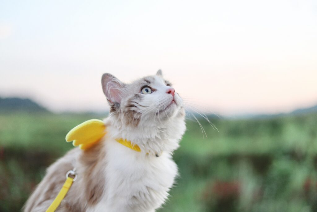 Can Cats Eat Chocolate Pudding? Is This Sweet Treat Safe To Eat?