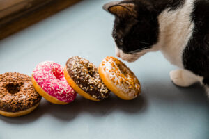 can cats eat donuts