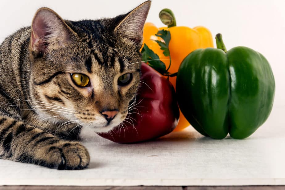 Kediler Yeşil Biber Yiyebilir mi? Bu Sebze Güvenli mi? 
