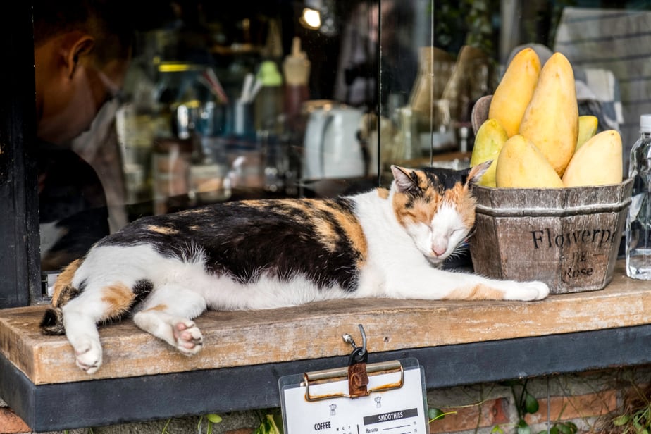 Can Cats Eat Dried Mango? Learn How To Tango With This Fruit!