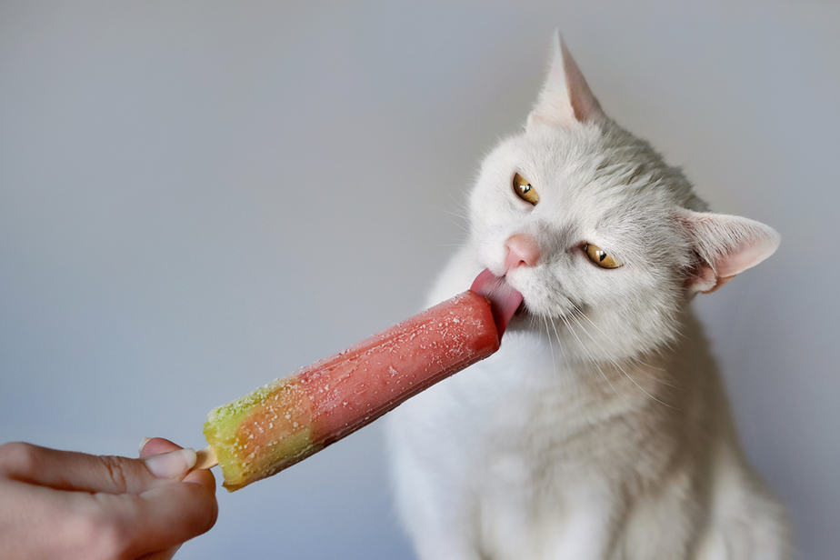 Kediler Dondurma Yiyebilir mi? Bir Alternatif Var mı?