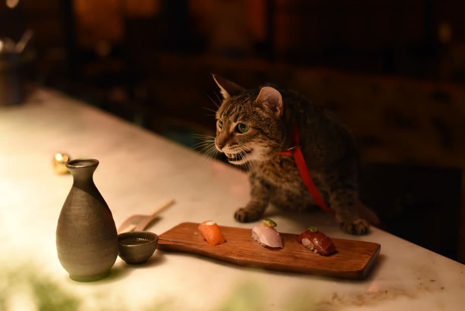 Kediler Soya Sosu Yiyebilir mi? İyi mi Kötü mü Seçim?