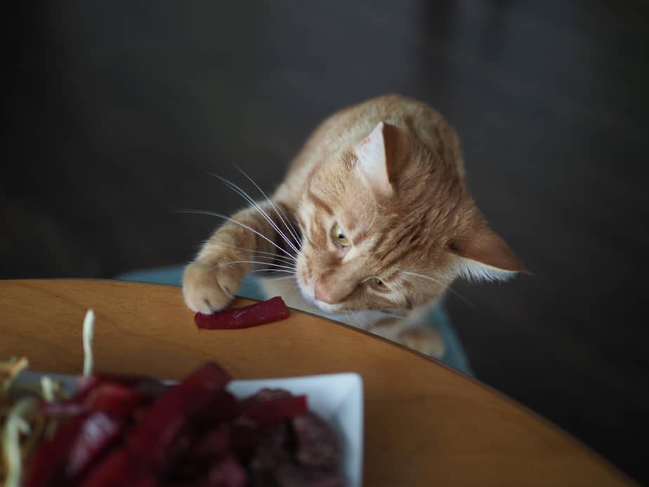 Can Cats Eat Beef Jerky? Good Or Hazardous Food?