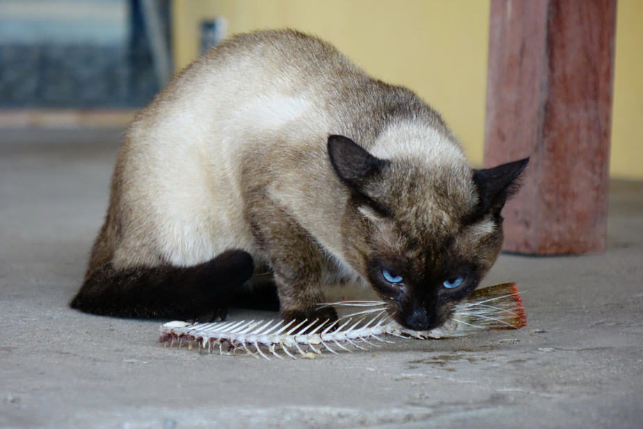 Can Cats Eat Fish Bones? Is There Something Fishy About Them?