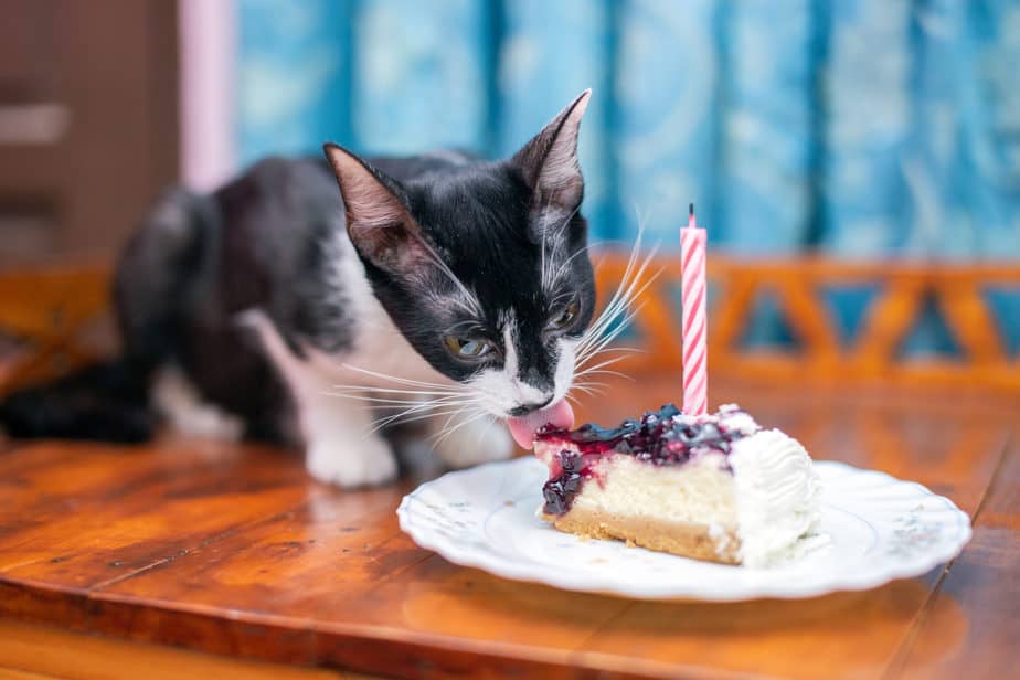 Can Cats Eat Cheesecake? Are There Any Risks?