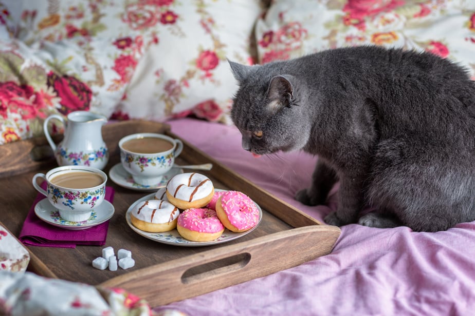 Kediler Donut Yiyebilir mi? Tatlı İkramlar mı Yoksa Sağlık Tehlikeleri mi?