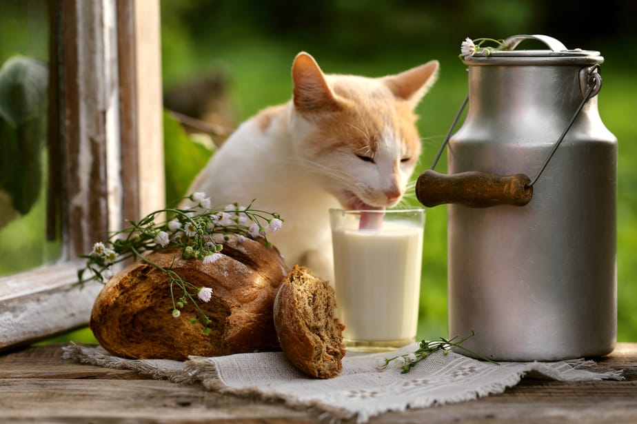 Kediler Bisküvi Yiyebilir mi? Çay Daldırma mı Atlama mı?