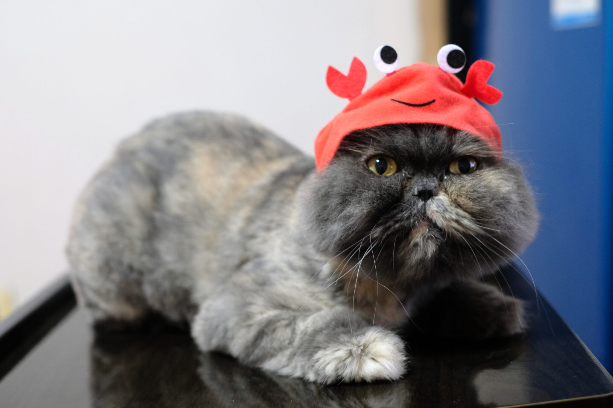 Can Cats Eat Crab Meat? Grab The Crab Or Stay Away?