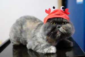 can cats eat crab meat