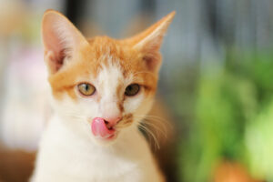 can cats eat teriyaki beef jerky