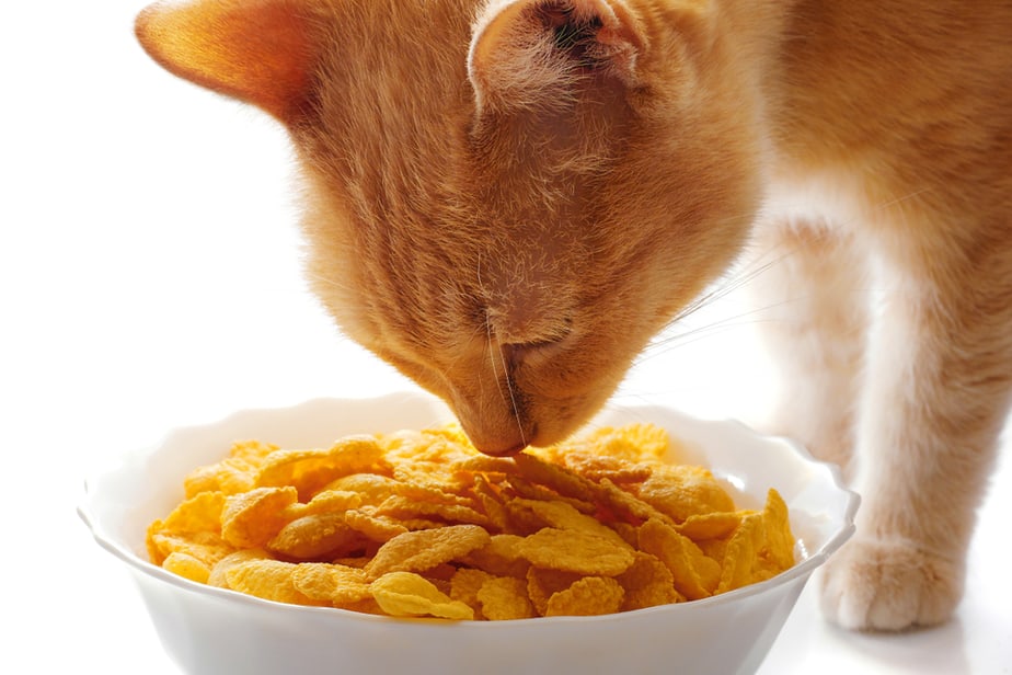 Can Cats Eat Cereal? Beneficial Or Harmful To Cats?