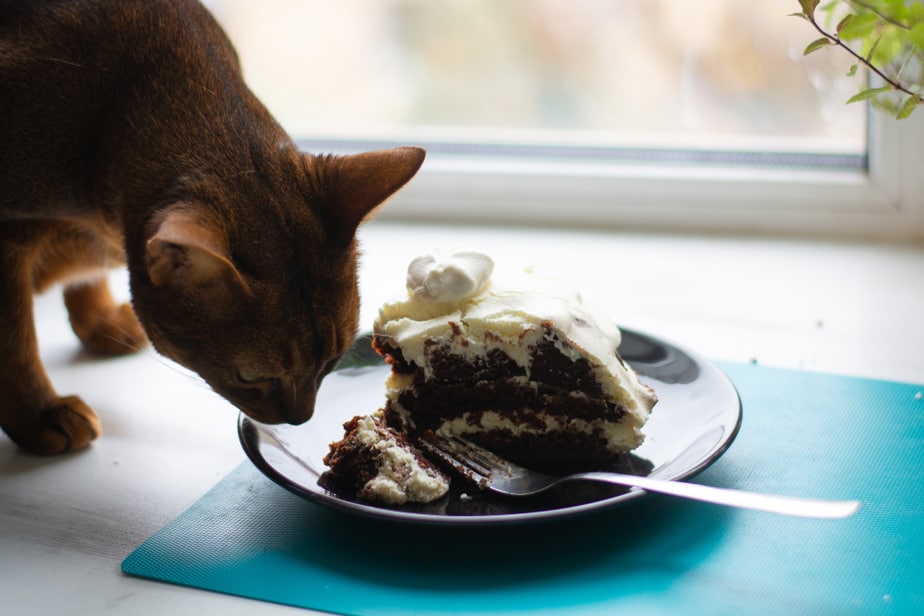 Can Cats Eat Chocolate Cake? Read Before You Feed!