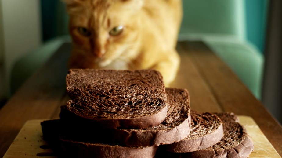 Can Cats Eat Banana Bread Or Is It Too Risky?