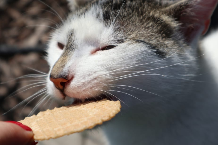 Can Cats Eat Graham Crackers? Read Before You Feed