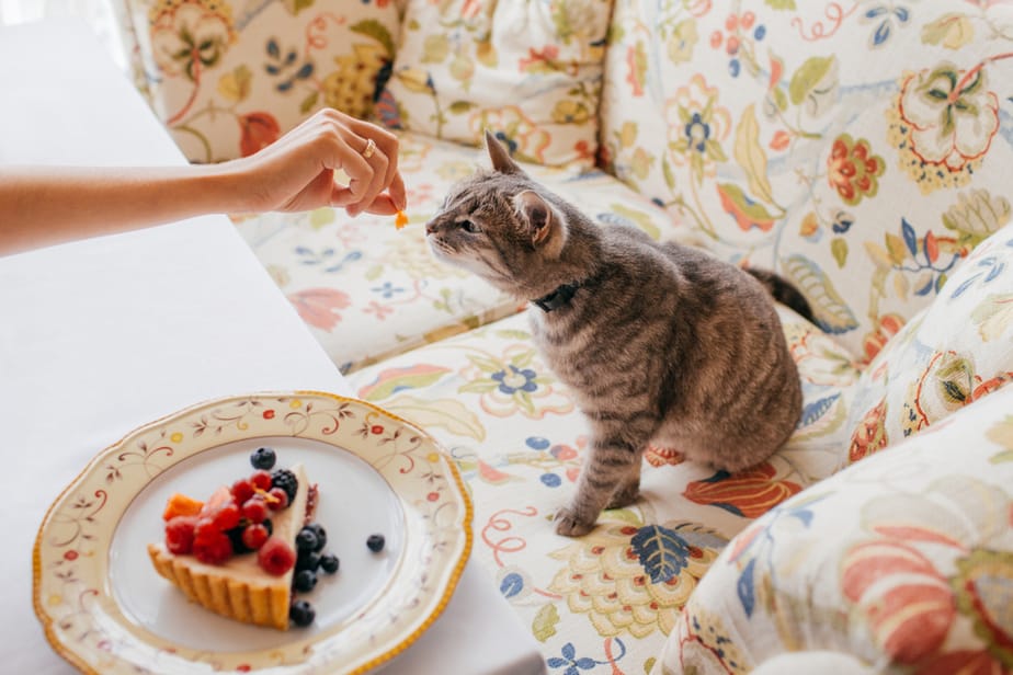 Can Cats Eat Cheesecake? Are There Any Risks?
