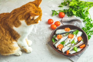 can cats eat anchovies