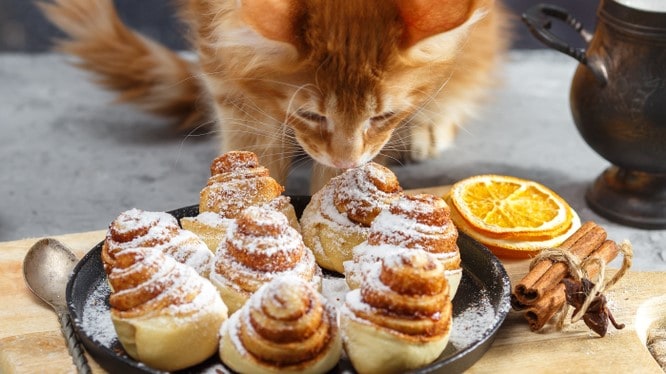 Kediler Tarçınlı Tost Crunch Yiyebilir mi? Vermek mi, Geçmek mi?