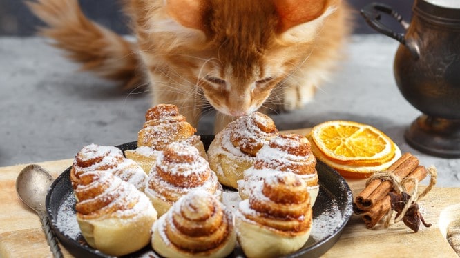 Can Cats Eat Cinnamon Toast Crunch? Give Or Pass?