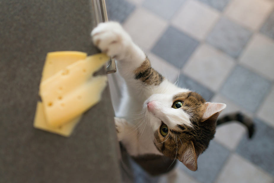 Can Cats Eat Pretzels? Are They Toxic To Your Kitto?