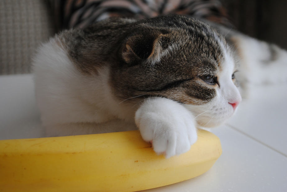 Can Cats Eat Banana Bread Or Is It Too Risky?