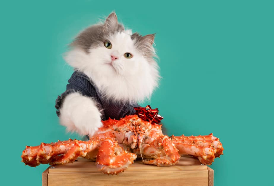 Can Cats Eat Crab Meat? Grab The Crab Or Stay Away?