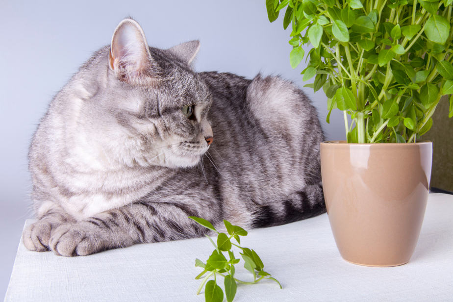 Kediler Pesto Yiyebilir mi? Bu Otlu Sos Kediler İçin Güvenli mi?