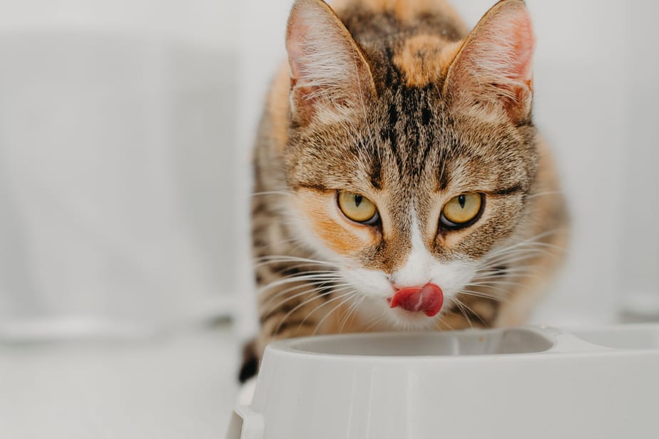 Kediler Hamsi Yiyebilir mi? Güvenli mi Zararlı mı?
