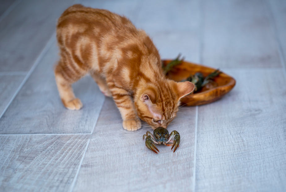 Can Cats Eat Crab Meat? Grab The Crab Or Stay Away?