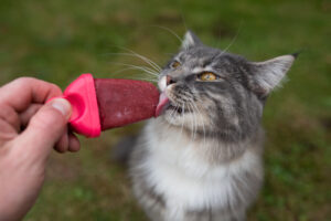 can cats eat popsicles