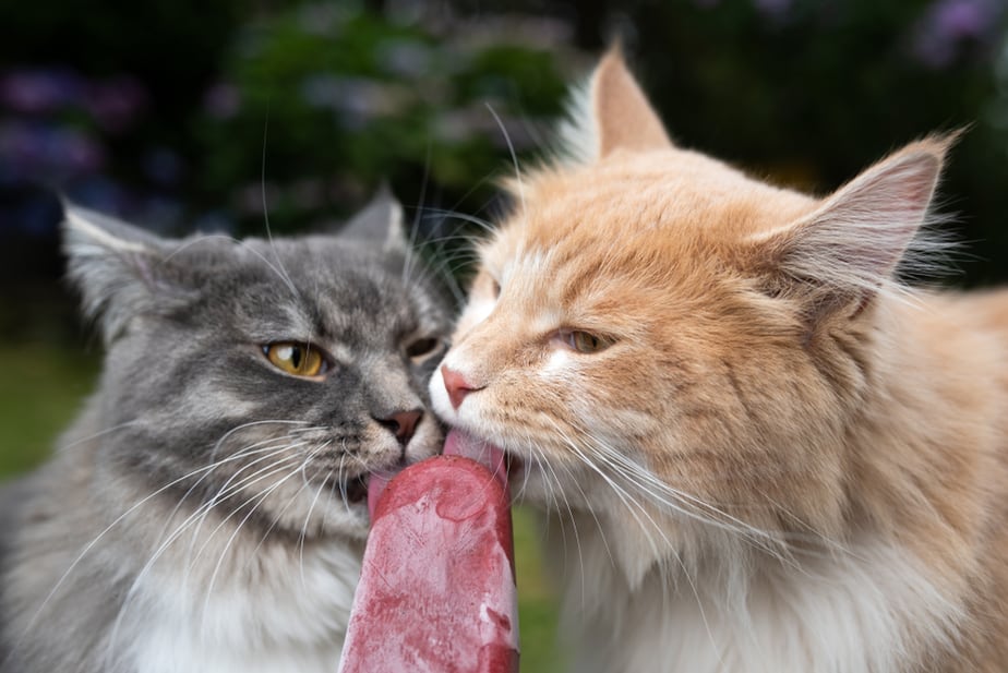 Kediler Dondurma Yiyebilir mi? Bir Alternatif Var mı?
