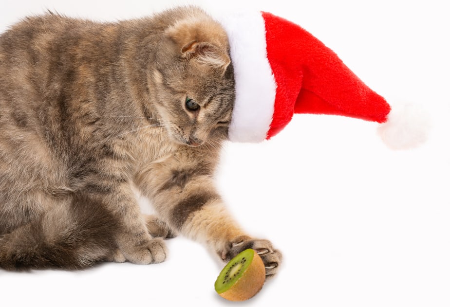 Can Cats Eat Kiwi? Is This Fruit Harmful To Cats?