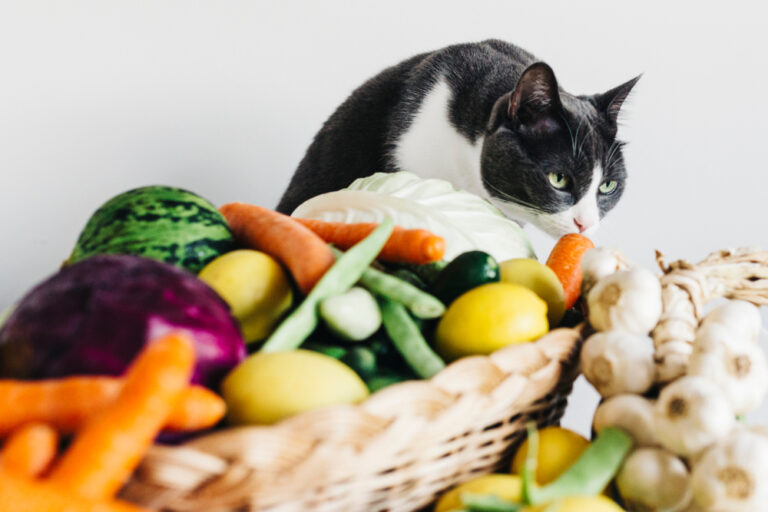 Can Cats Eat Eggplant? Here's A Useful Rant