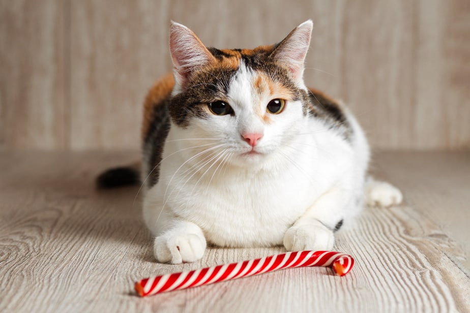 Kediler Karamel Yiyebilir mi? Bu Şekerli İkramdan Kaçınmalı mısınız?