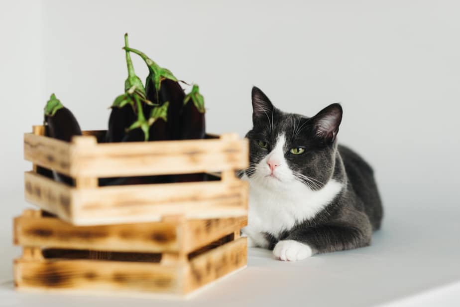 Kediler Patlıcan Yiyebilir mi? İşte Faydalı Bir Rant