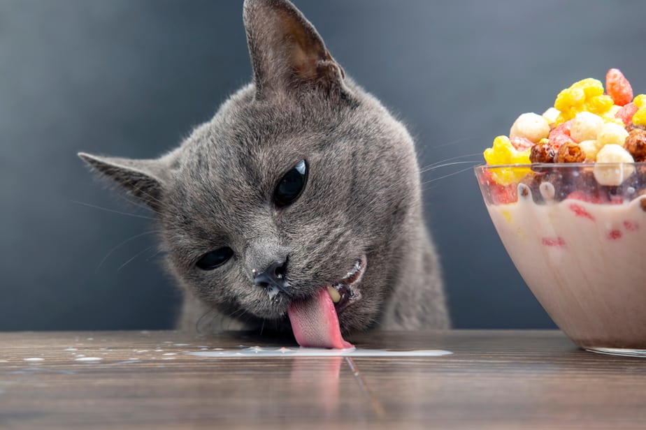 Kediler Tahıl Yiyebilir mi? Kediler İçin Yararlı mı Zararlı mı?