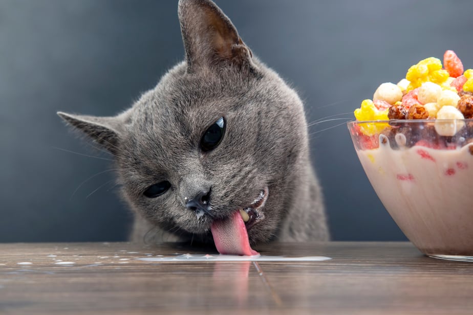 Can Cats Eat Cereal? Beneficial Or Harmful To Cats?