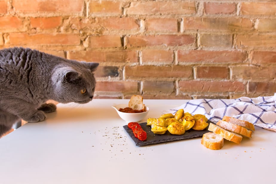 Can Cats Eat Ketchup? Everything A Responsible Cat Owner Should Know